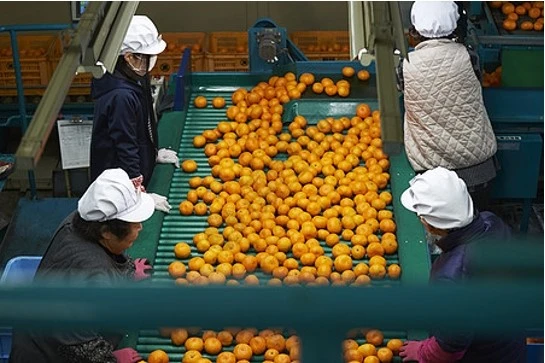 nfc orange juice4